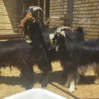 چپش