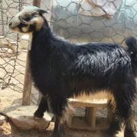 بیگ