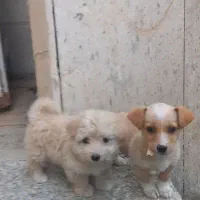 سگ خونگی