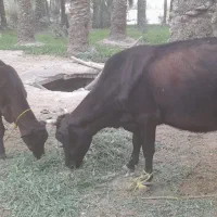 گاو گوساله ماده بزرگ