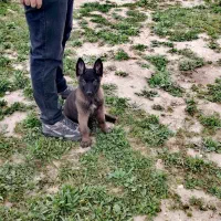 سگ مالینویز ۴ ماهه