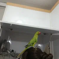طوطی ملنگو نر سخنگو