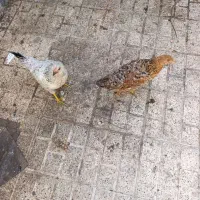 دو عدد جوجه مرغ 4 ماهه