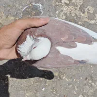 کبوتر شازده بازیکن