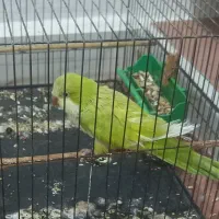 طوطی جفت اواز خوان و ماده راهب و جوجه کتوله