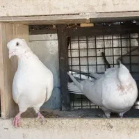 کفتر یا کبوتر