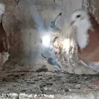 کفتر پرشی شازده زرد