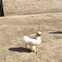 مرغ