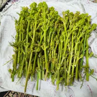 چویر
