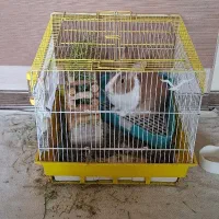 خرگوش بالغ نر همراه با وسایل نگهداری