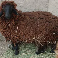گوسفند