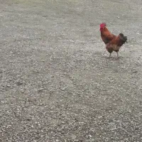 خروس