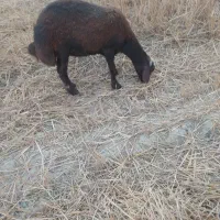 بره ماده