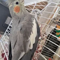 دو عدد عروس هلندی بالغ