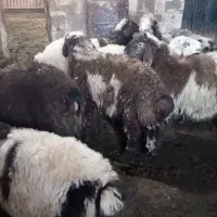 بره شیری