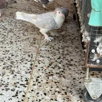 پرنده