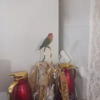 پرنده