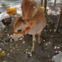 گاو نر