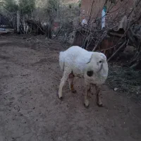 قوچ جوان