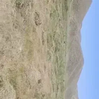 علف مزرعه