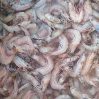 فروش ماهی و میگو  تازه صید روز زیر قیمت بازار