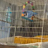 کوتوله برزیلی گم شده