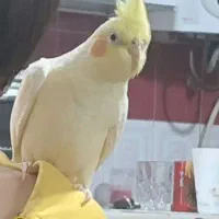جفت عروس هلندی با قفس