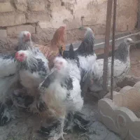 فروش سه عدد خروس برهما لایت