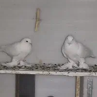 یاهو