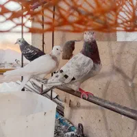 سلام سه عدد کبوتر