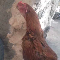 جوجه خروس لاری ۷ ماهه
