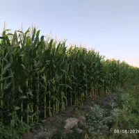 ذرت علوفه ای