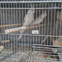 عروس هلندی مولد