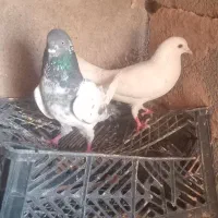 کله شیخی و سفید