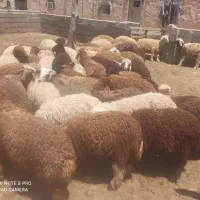 بره