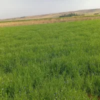 یه تن گندم وجو قاطی هشتاد درصد جو واسه دامدار خوبه