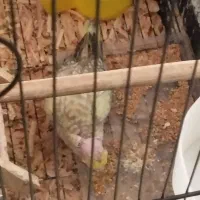 جوجه عروس هلندی