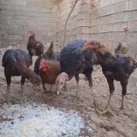 مرغ خروس لاری  بوقلمون