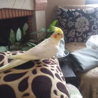 عروسی هلندی ماده