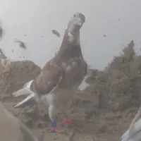 کفتر