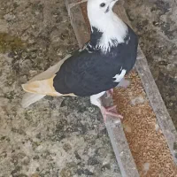 کبوتر ماده