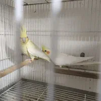 فروش چند جفت عروس هلندی با تخم و جوجه