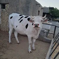 تلیسه ابستن