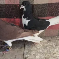 کبوتر خوشرنگ چپ سرخ زرد یال سینه دار