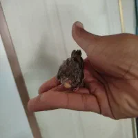 سهره گلبسر جوجه