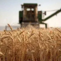 خریدنخود،گندم،جو