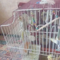 عروس هلندی نروماده