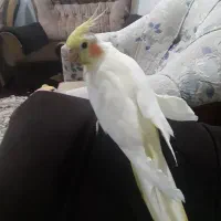 عروس هلندی نر وماده بندر دیر