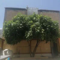 اجاره درخت انجیر سیاه خارجی