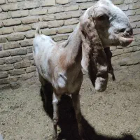 بز جوان